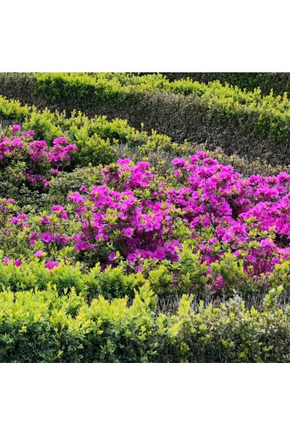 Азалія Гейша Ліла із чарівними фіолетовими квітами.